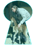 Les Poneys de La Millire Stphanie Guillemant